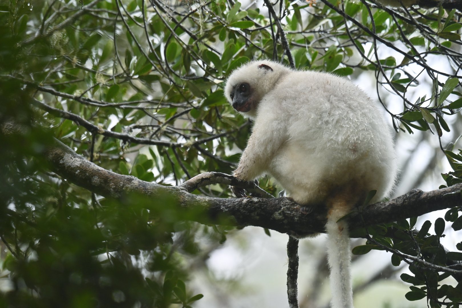 Silky sifaka (Propithecus candidus)