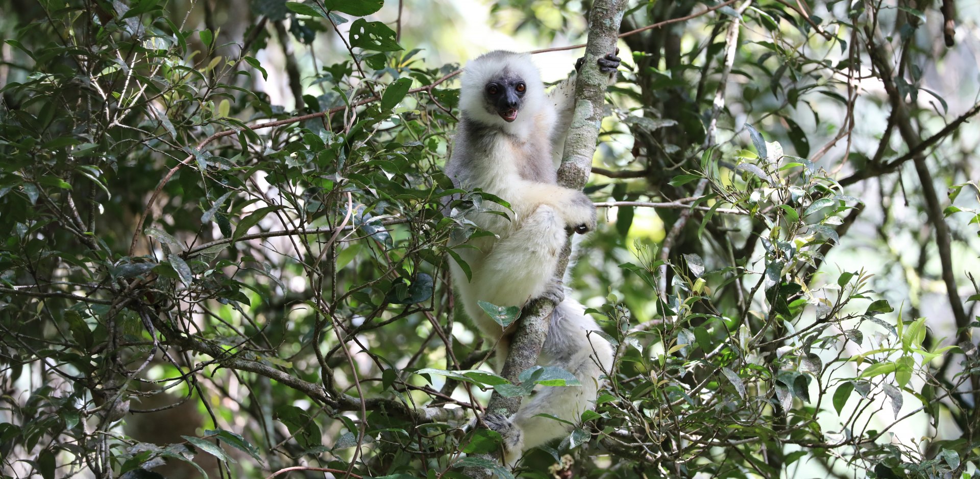 silky sifaka (Propithecus candidus)