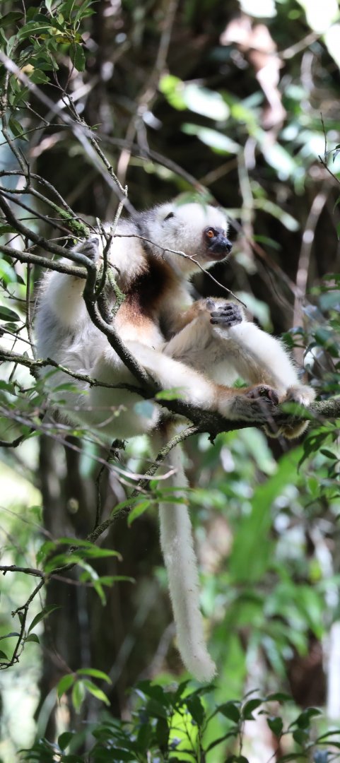 silky sifaka (Propithecus candidus)