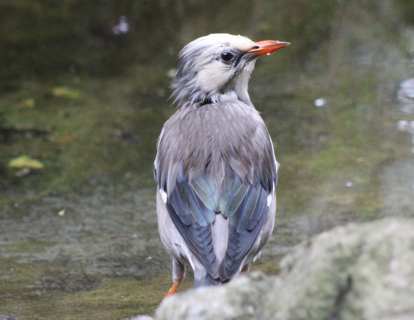 Silky starling ( aka Red-billed starling )