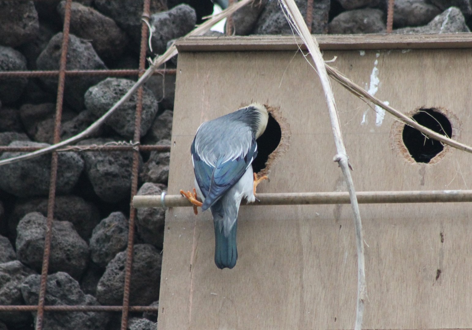 Silky starling at the nest