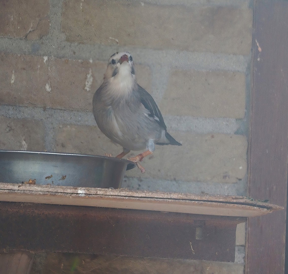 Silky starling or Red-billed starling (Spodiopsar sericeus), 2022-08-28