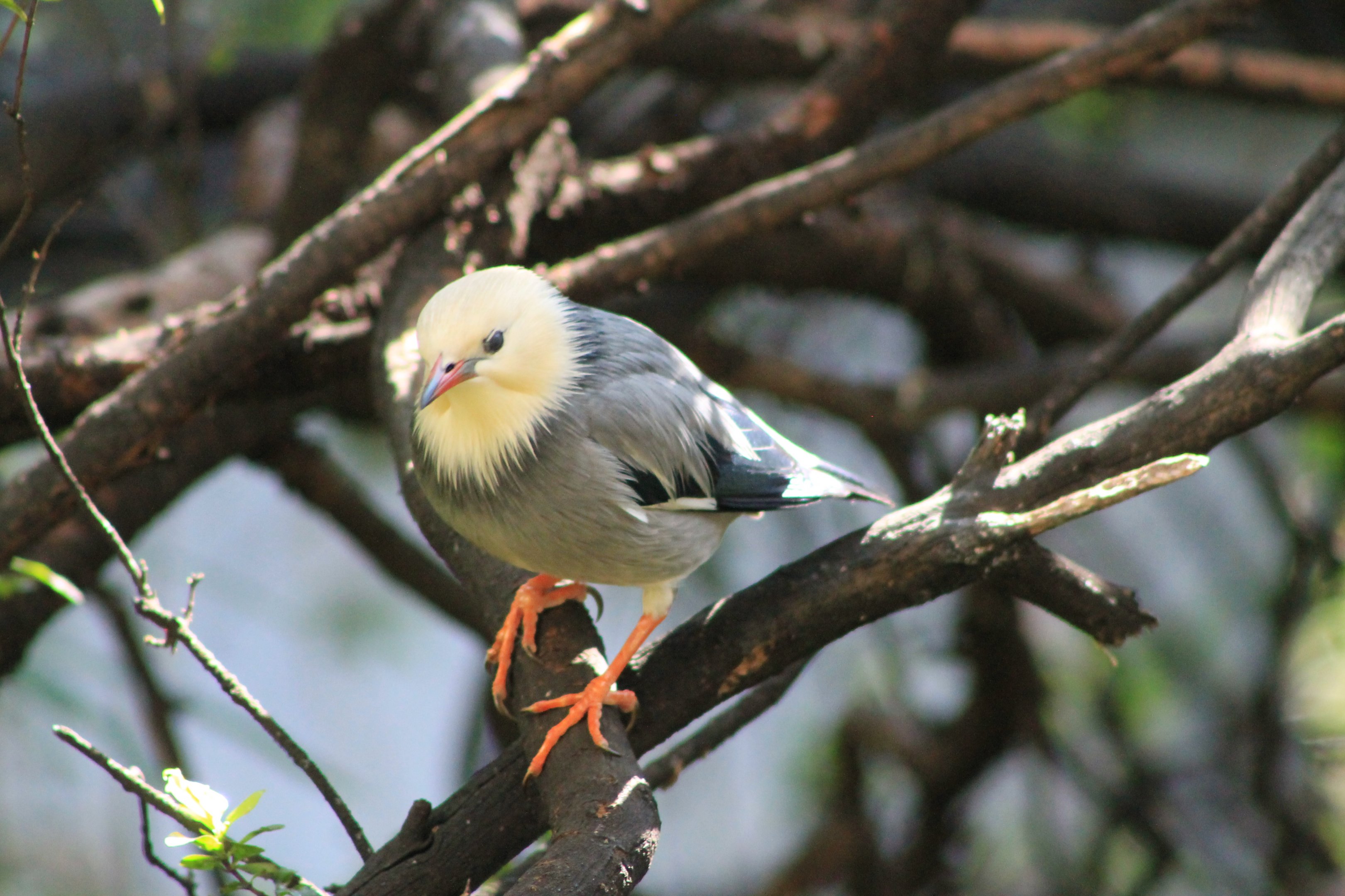 Silky Starling (Sturnus sericeus)