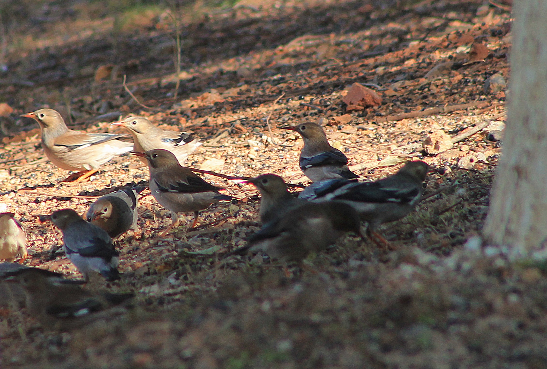 Silky Starlings (Spodiopsar sericeus)