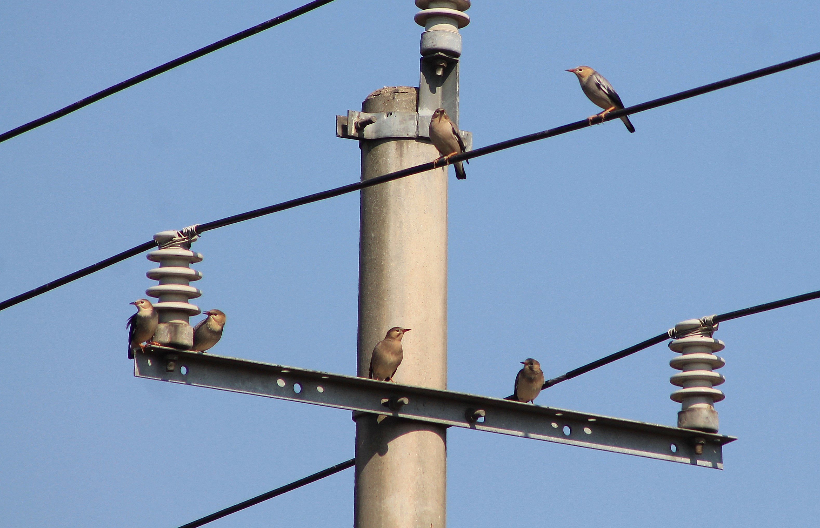 Silky Starlings (Spodiopsar sericeus)