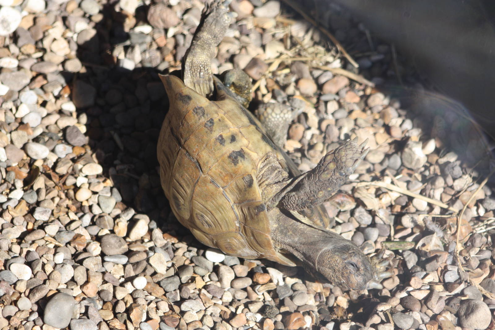 Silly creature, trying to climb the boarding; 9th August 2014