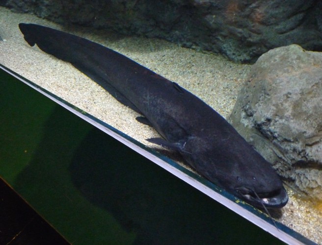 Silurus glanis