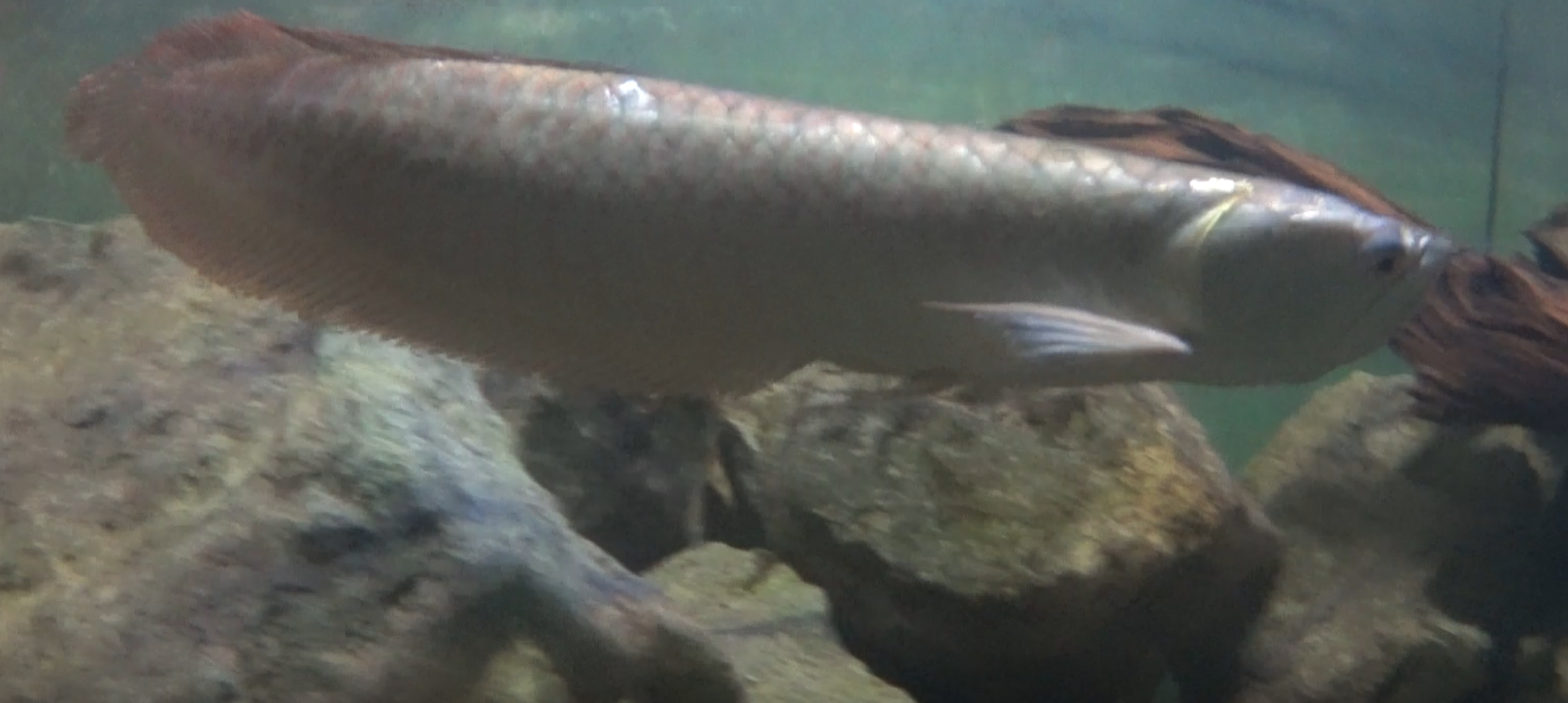 Silver Arowana 2020