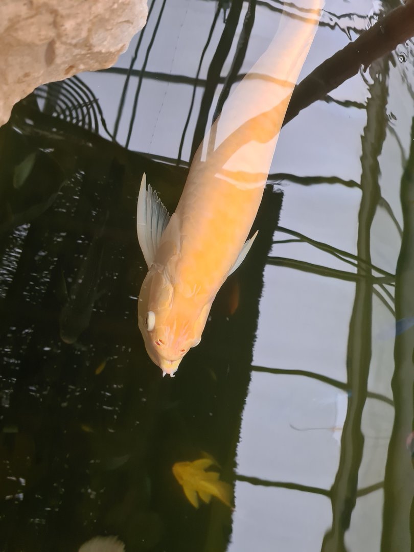 Silver arowana and Albino Spotted sailfin pleco in Pankong river
