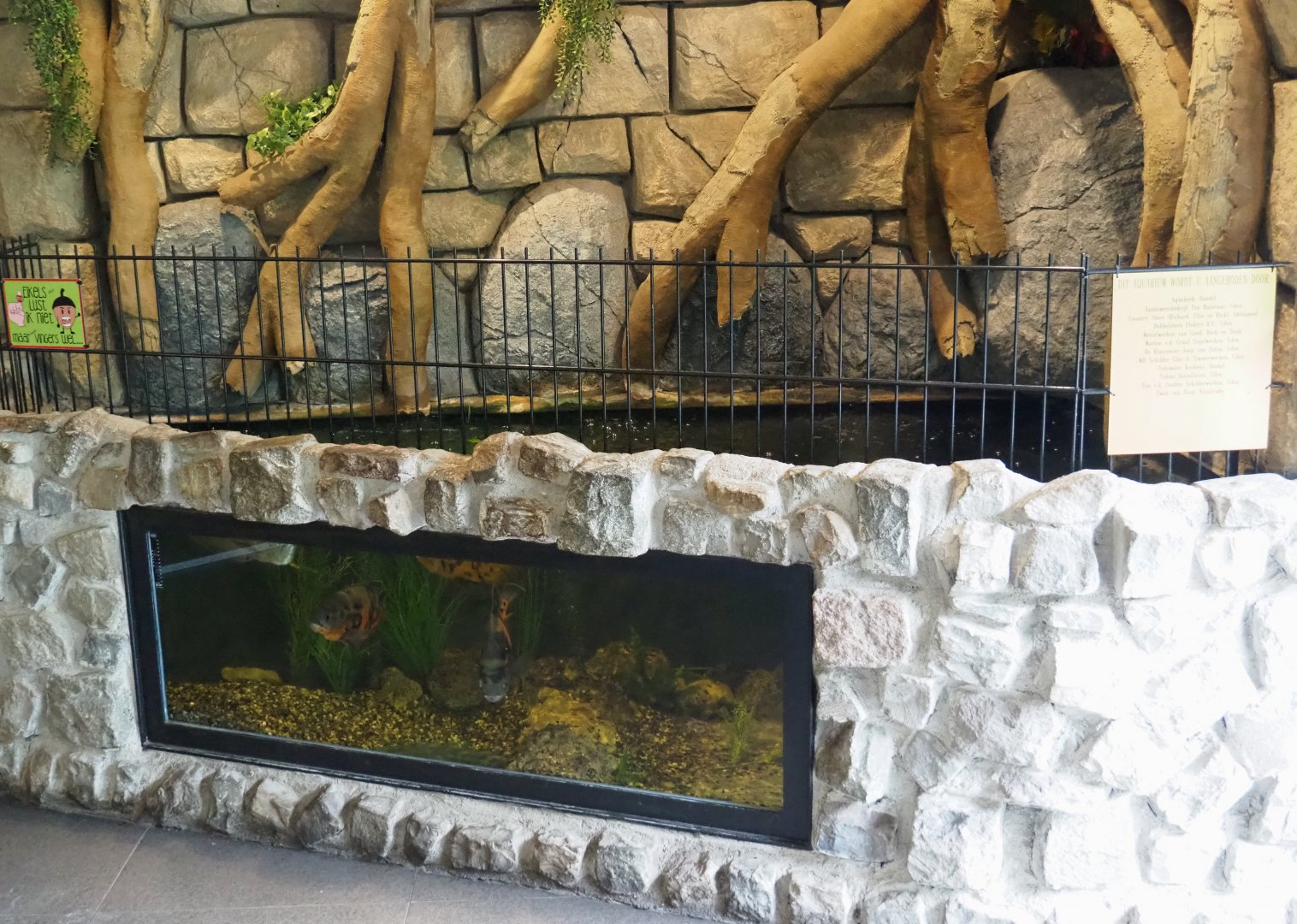 Silver arowana and Tiger oscar tank in the restaurant building (former entrance building), 2022-05-17