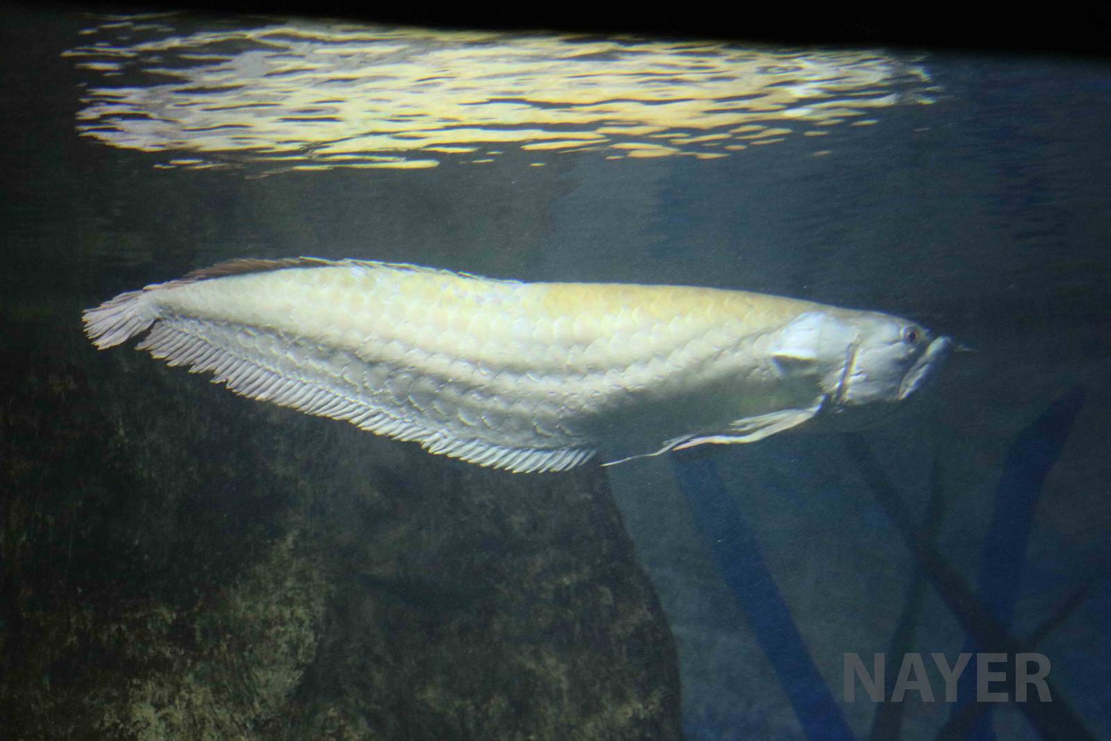 Silver arowana, April 2016
