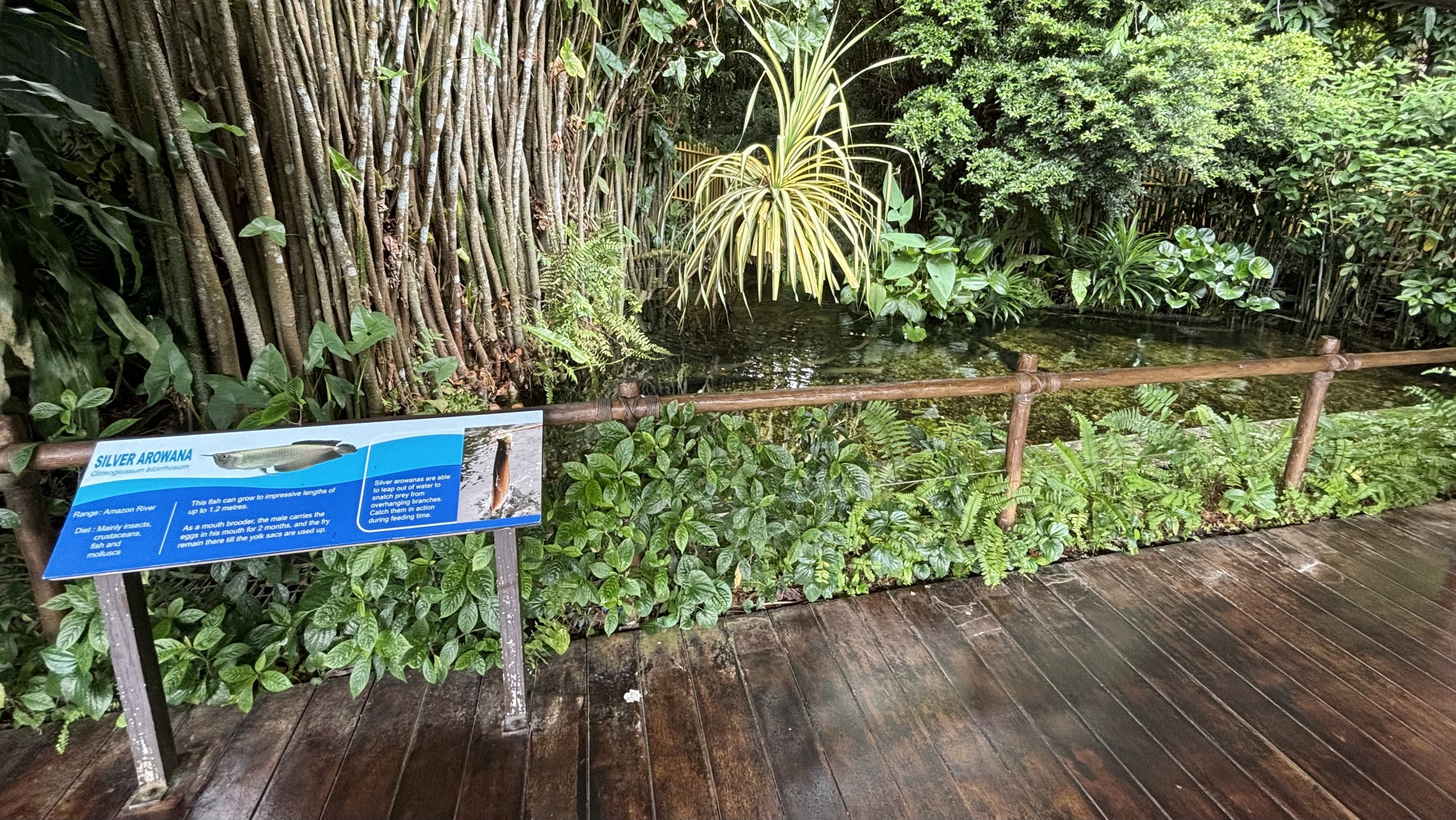 Silver Arowana Exhibit (open-topped)