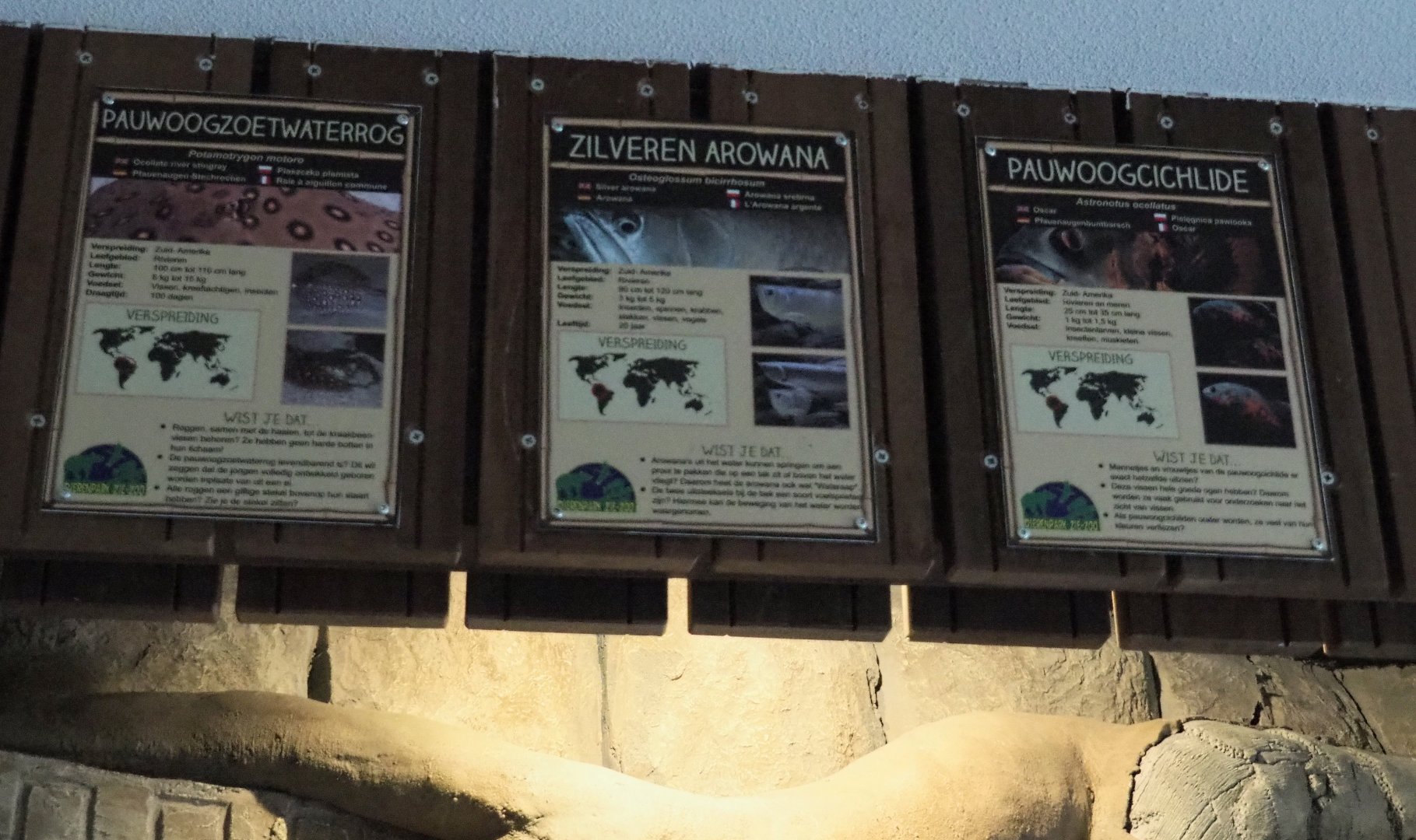 SIlver arowana, Ocellate river stingray  and Oscar signs, 2019-04-06