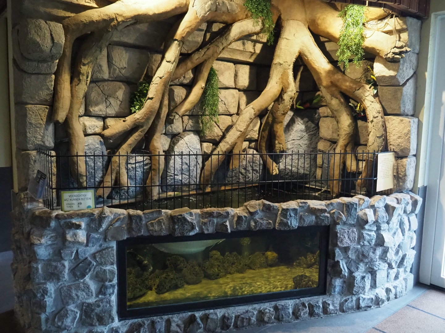 SIlver arowana - Ocellate river stingray - Oscar aquarium, 2019-04-06