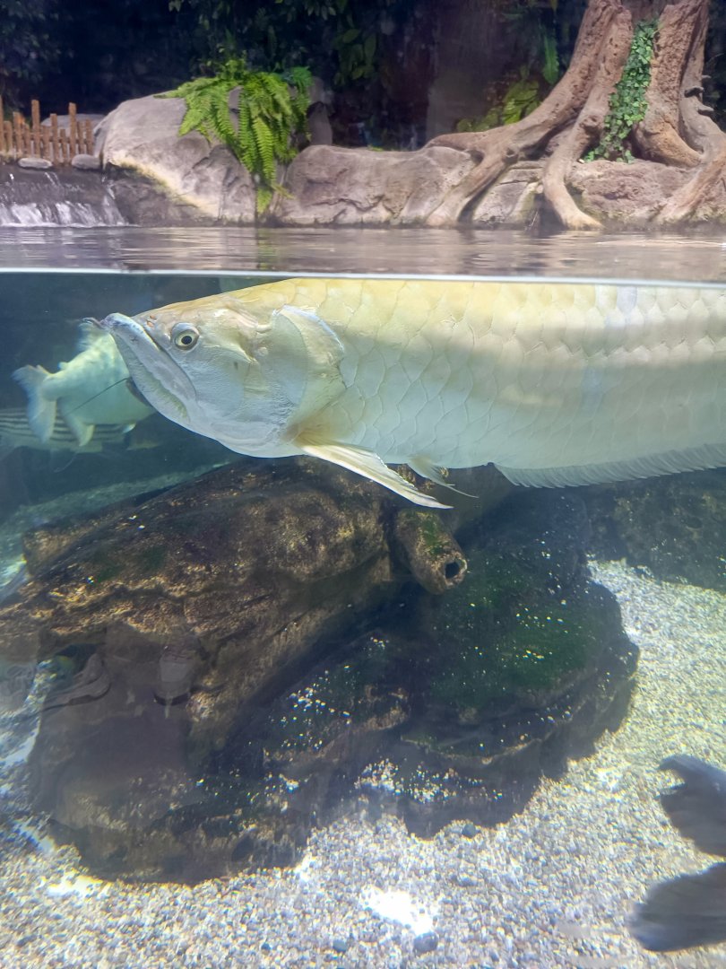Silver Arowana (Osteoglossum bichirrhosum)