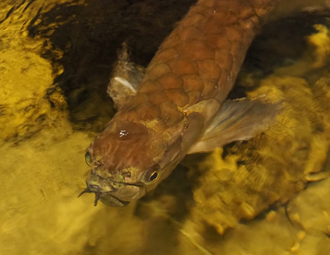 Silver arowana (Osteoglossum bicirrhosum), 2019-04-06