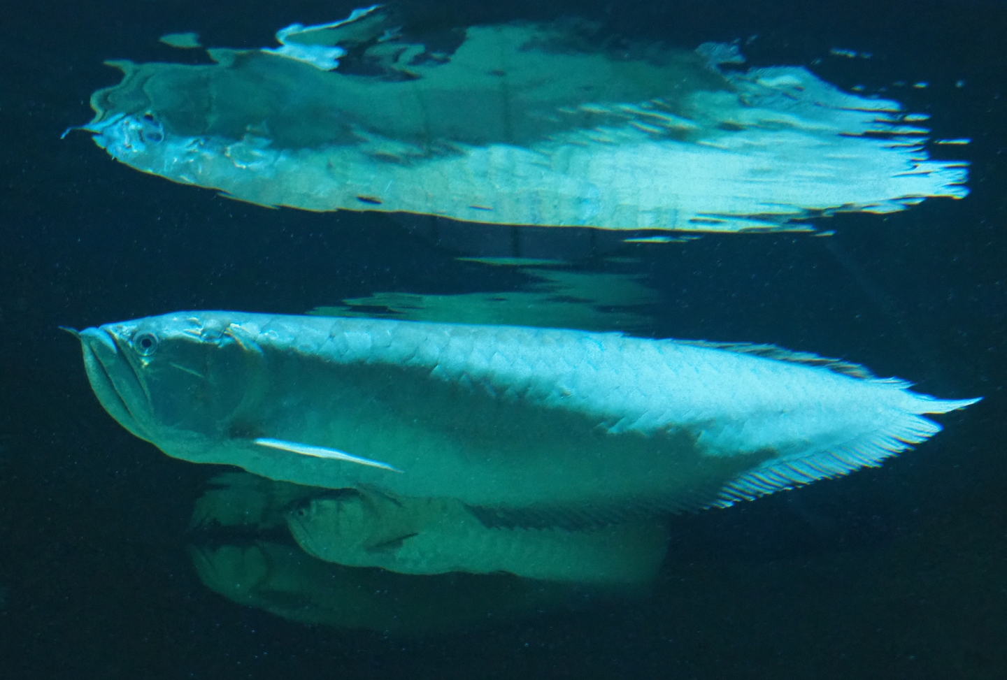Silver arowana (Osteoglossum bicirrhosum), 2019-04-20