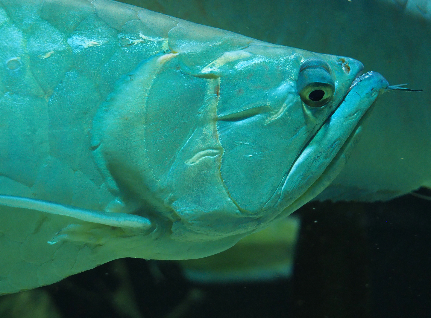 Silver arowana (Osteoglossum bicirrhosum), 2019-09-21