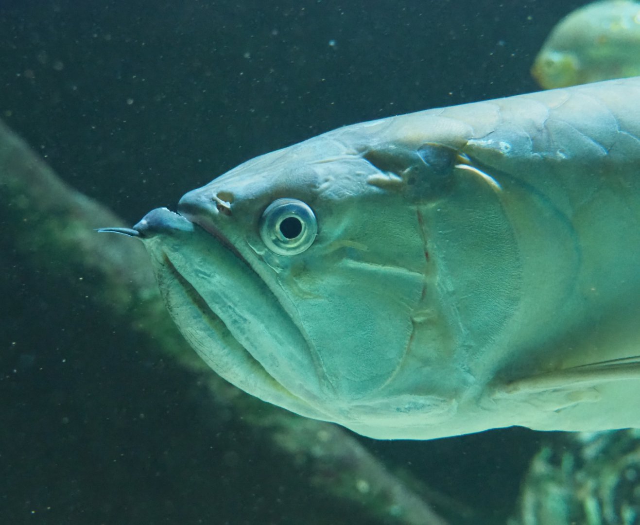 Silver arowana (Osteoglossum bicirrhosum), 2019-12-30
