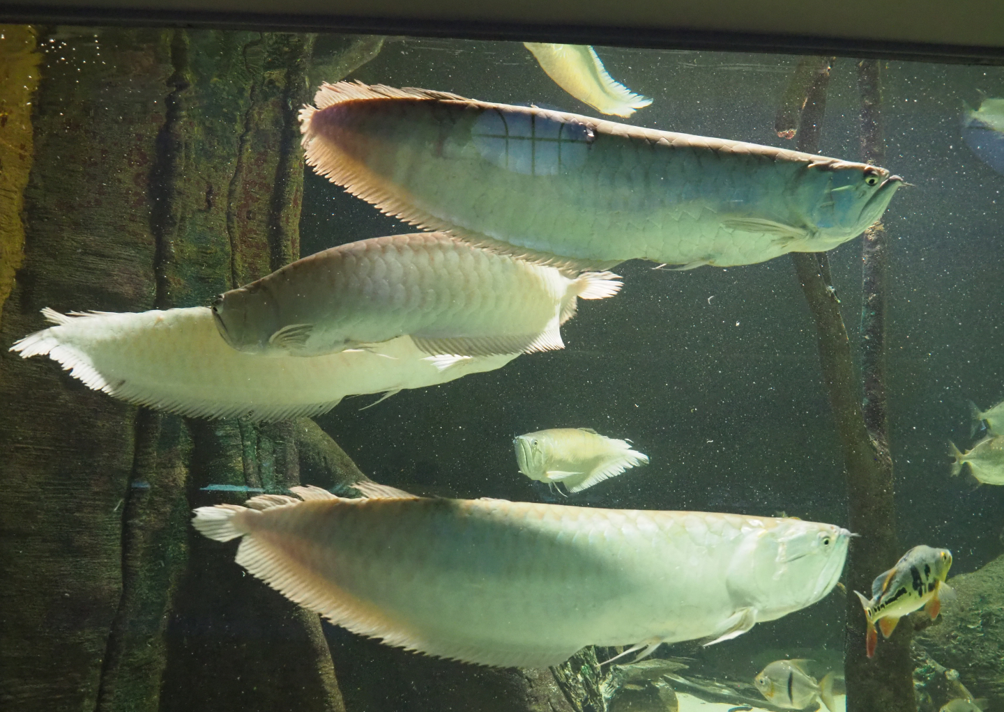 Silver Arowana (Osteoglossum bicirrhosum), 2020-06-28