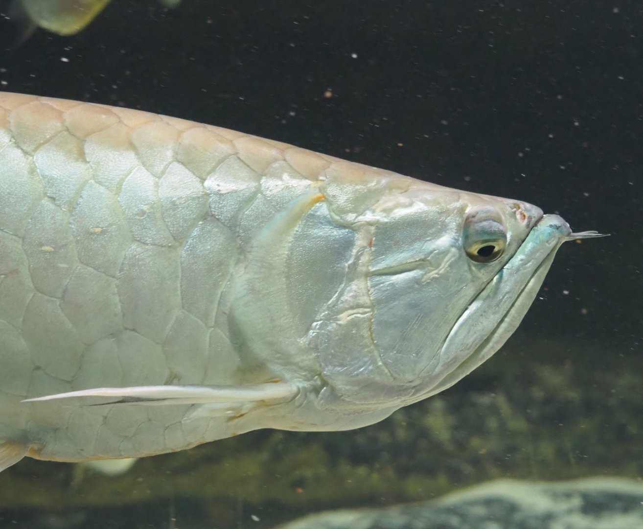 Silver Arowana (Osteoglossum bicirrhosum), 2020-09-20