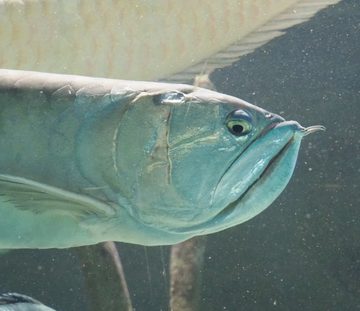 Silver arowana (Osteoglossum bicirrhosum), 2021-07-17