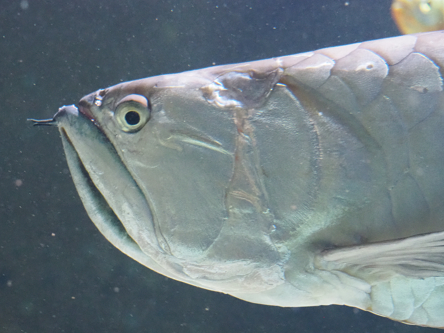 Silver Arowana (Osteoglossum bicirrhosum), 2022-03-16