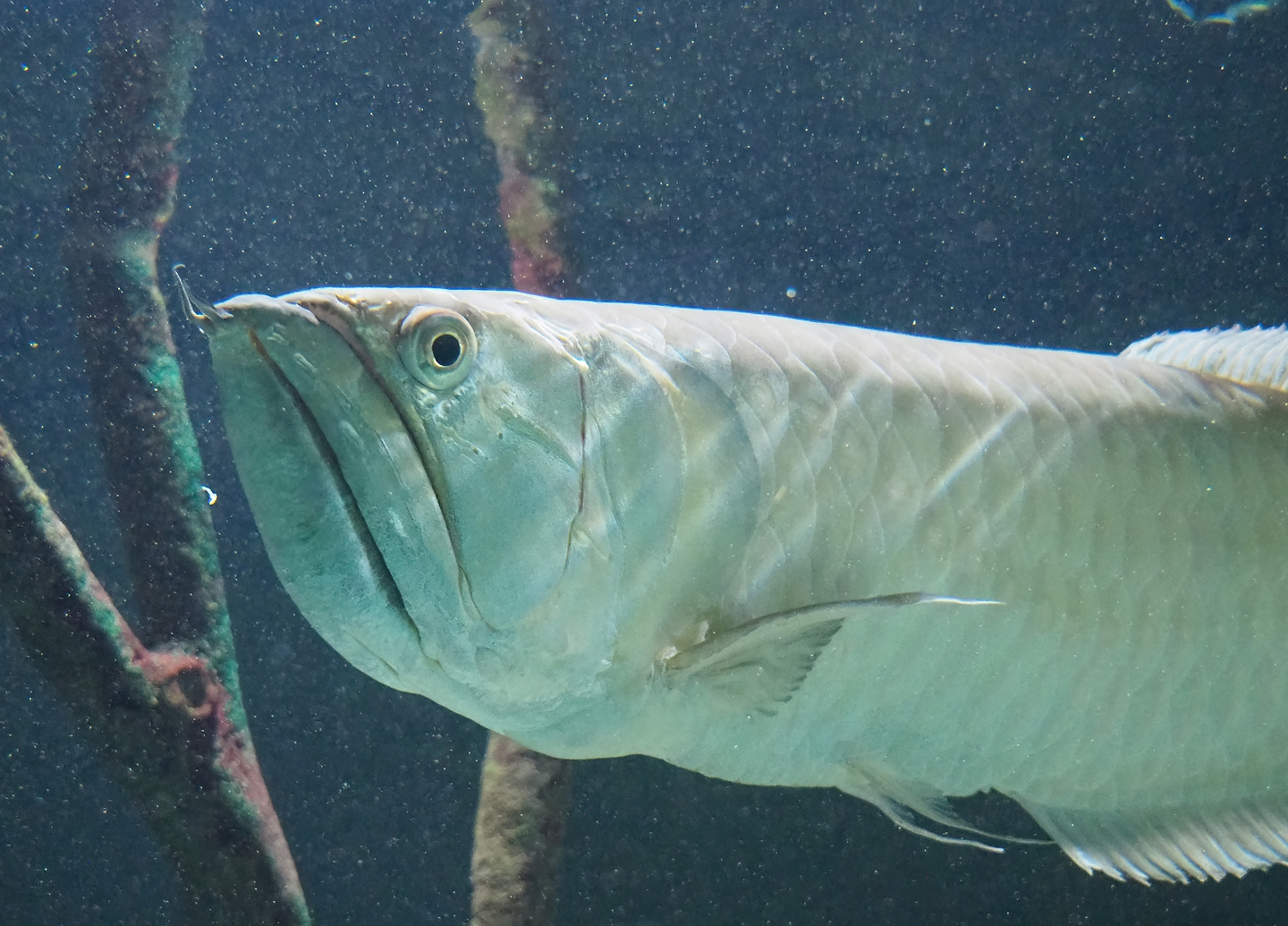 Silver arowana (Osteoglossum bicirrhosum), 2022-10-29