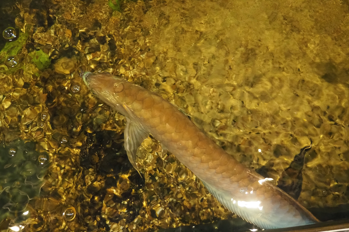 Silver Arowana (Osteoglossum bicirrhosum), 2023-05-31