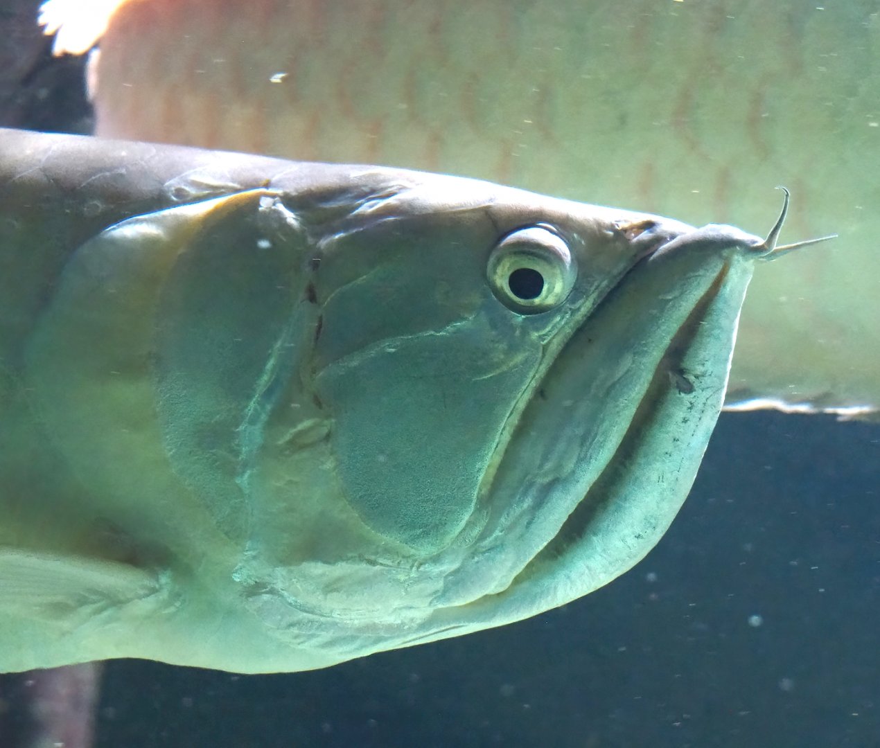 Silver arowana (Osteoglossum bicirrhosum), 2023-07-22