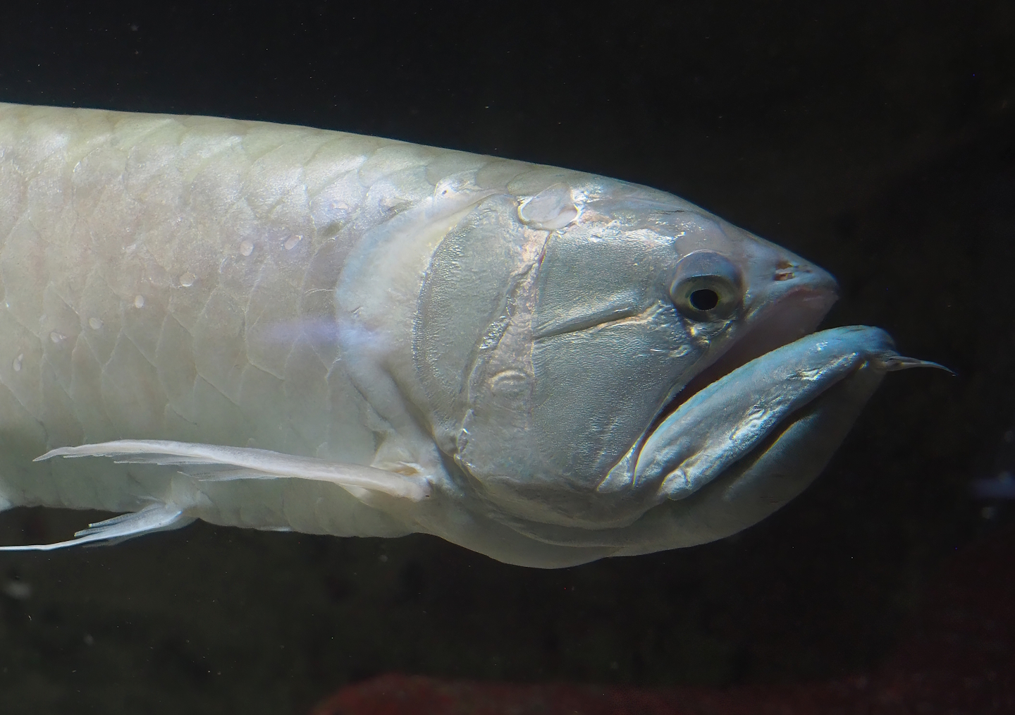 Silver arowana (Osteoglossum bicirrhosum), 2024-02-17