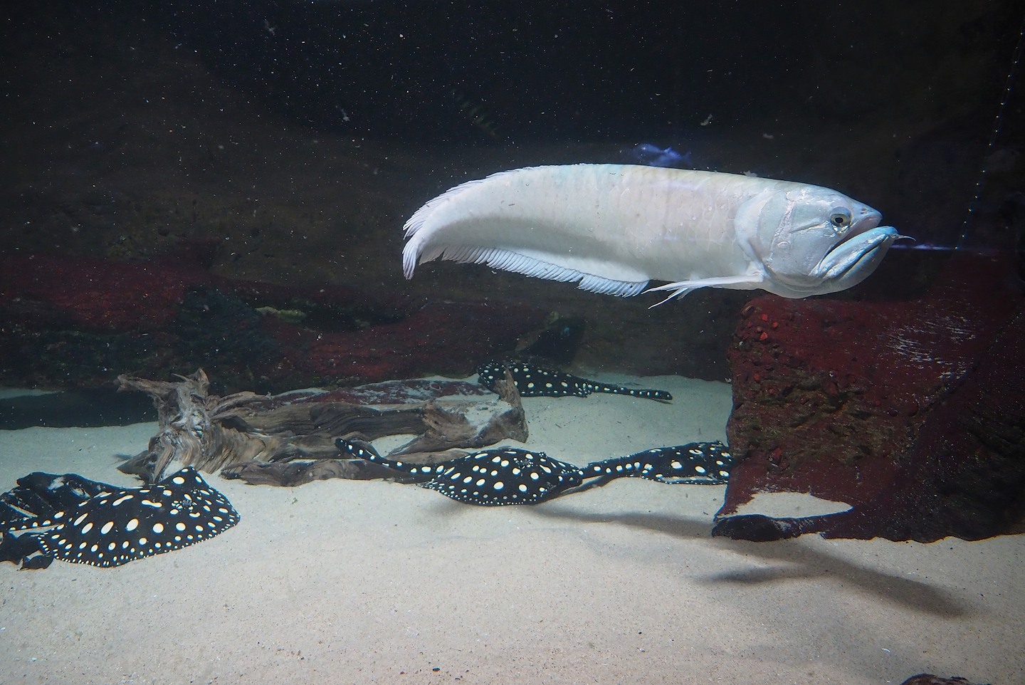 Silver arowana (Osteoglossum bicirrhosum) and Black diamond stingrays (Potamotrygon leopoldi), 2024-02-17