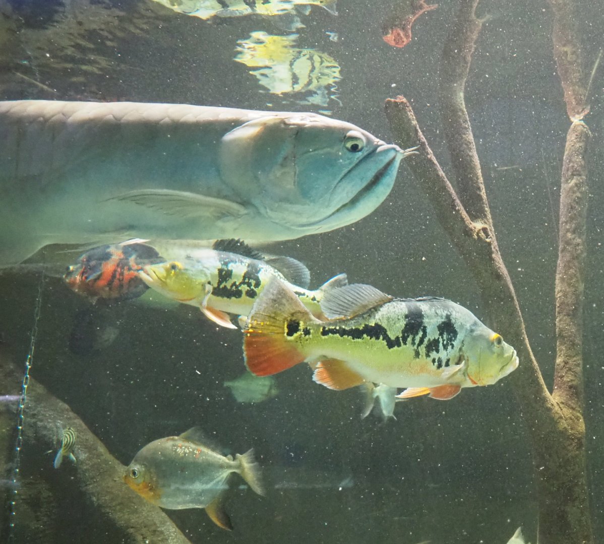 Silver arowana (Osteoglossum bicirrhosum) and Tucunare peacock bass (Cichla monoculus), 2021-07-17