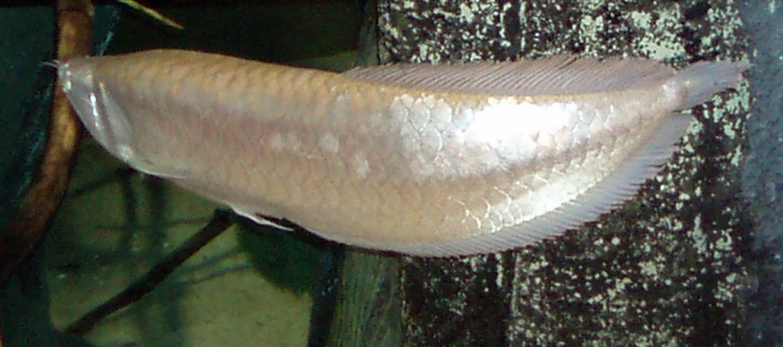Silver Arowana (Osteoglossum bicirrhosum)