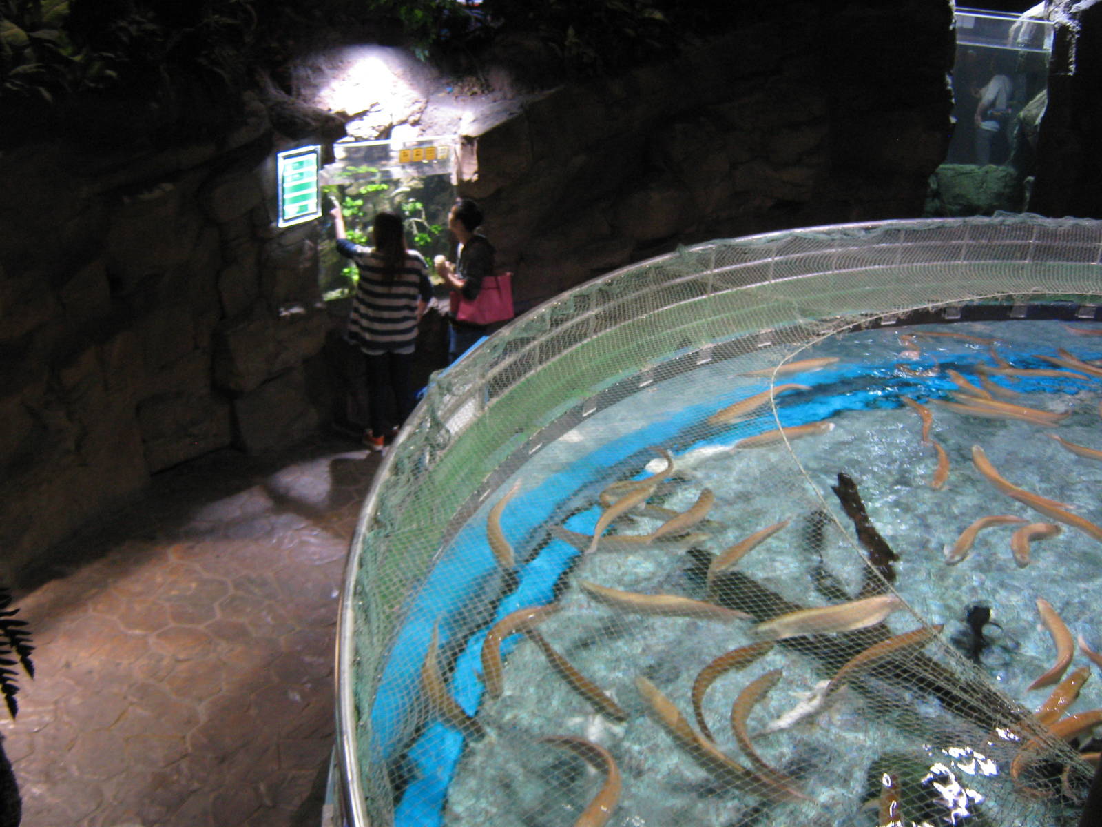 silver arowana (Osteoglossum bicirrhosum)