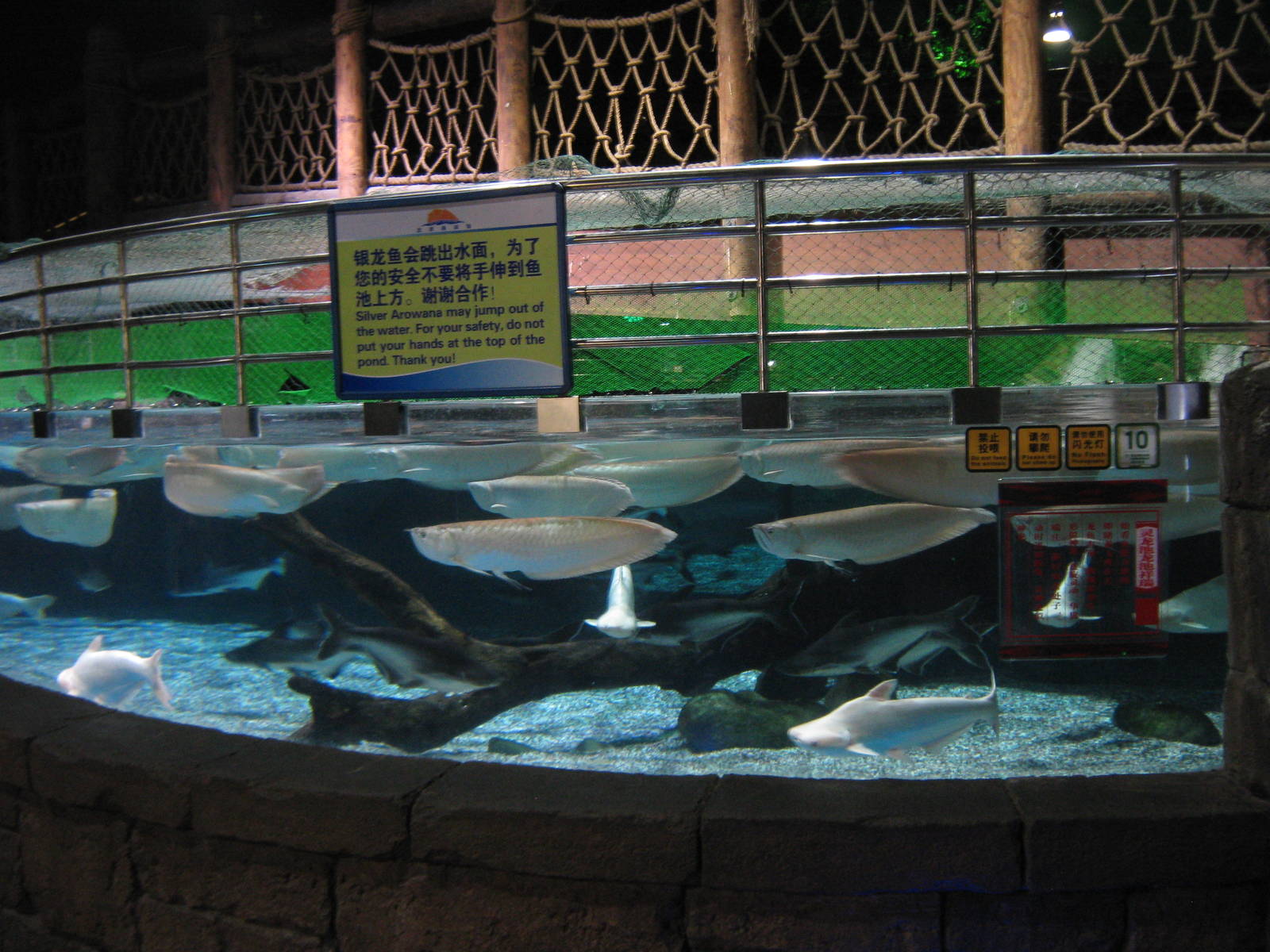 silver arowana (Osteoglossum bicirrhosum)