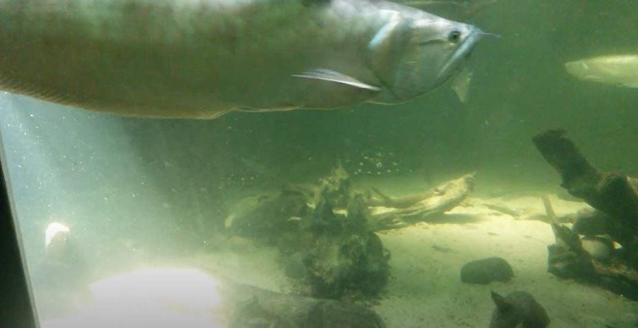 Silver Arowana (Osteoglossum bicirrhosum)