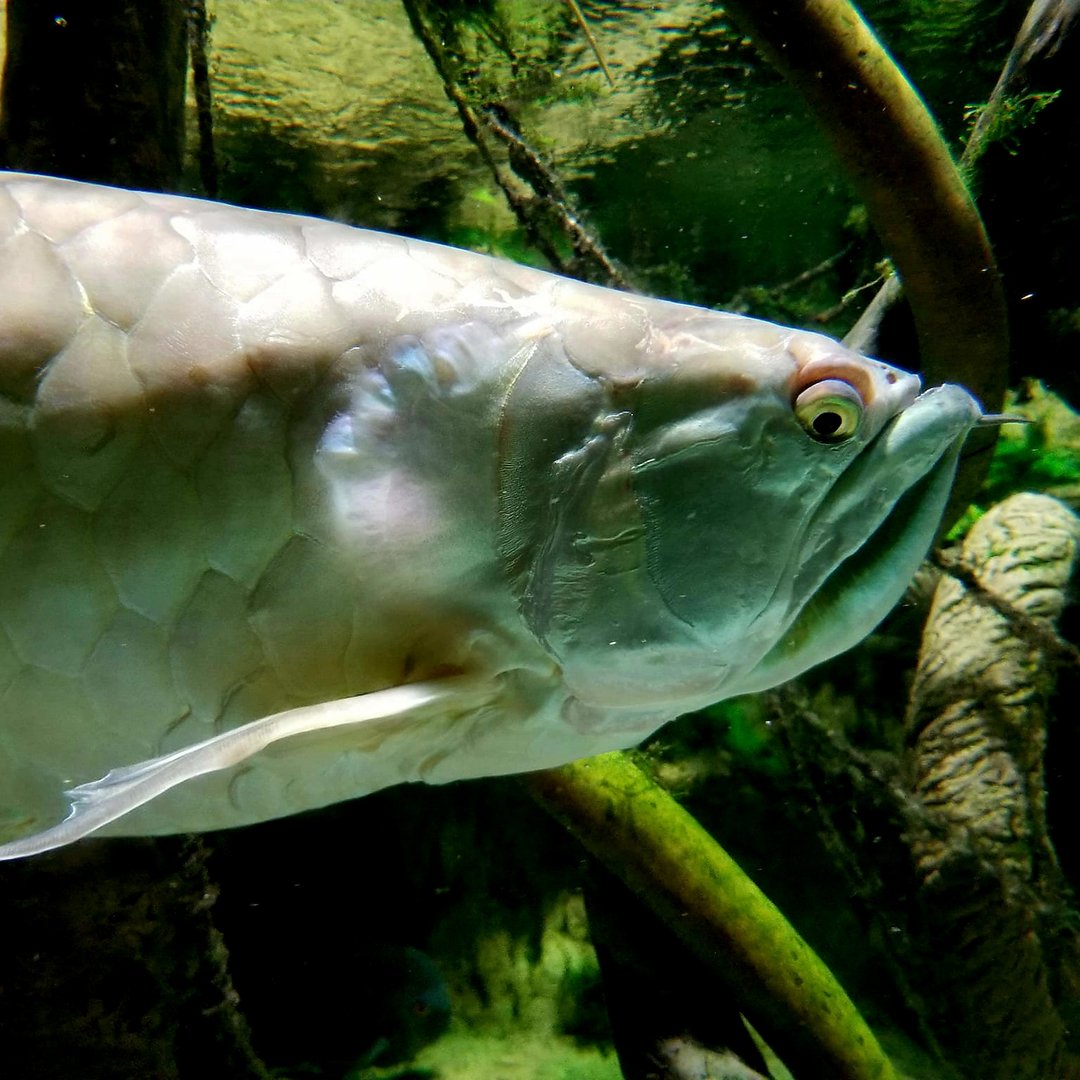 Silver Arowana (Osteoglossum bicirrhosum)