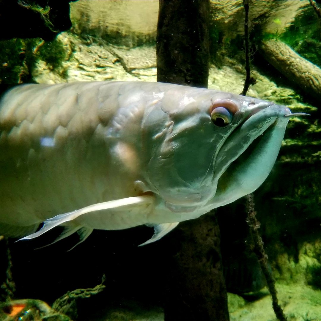 Silver Arowana (Osteoglossum bicirrhosum)