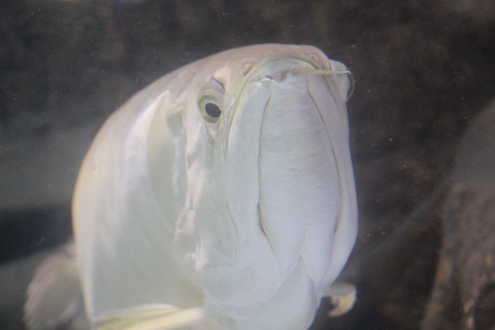 Silver arowana (Osteoglossum bicirrhosum)