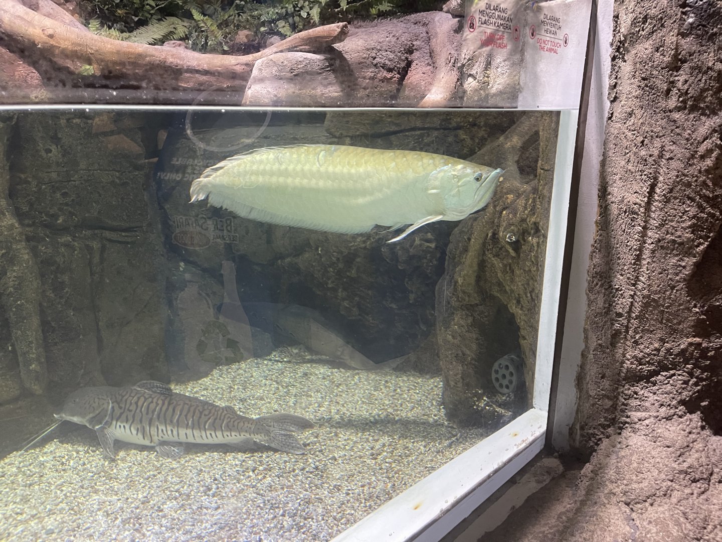 silver arowana (osteoglossum bicirrhosum)