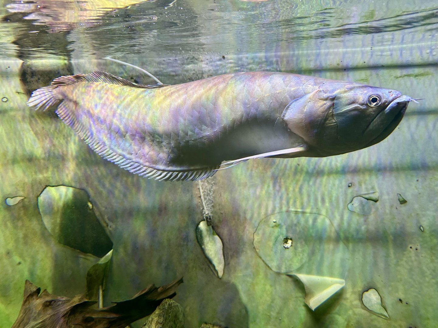 Silver arowana (Osteoglossum bicirrhosum)