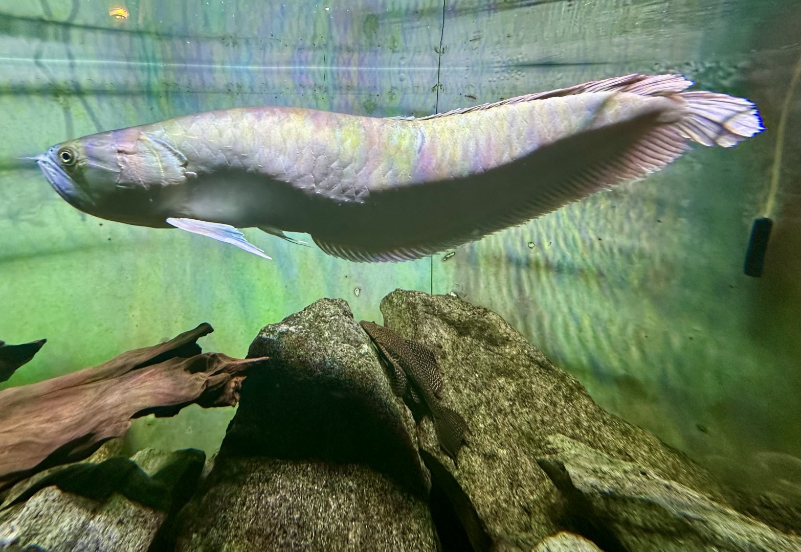 Silver arowana (Osteoglossum bicirrhosum)