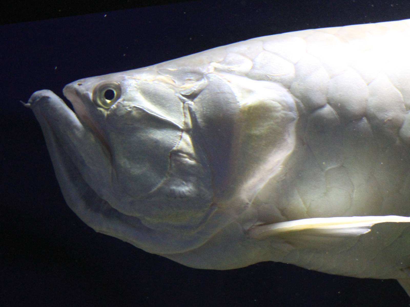Silver arowana