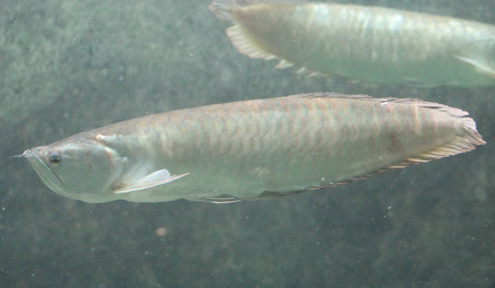 Silver arowana