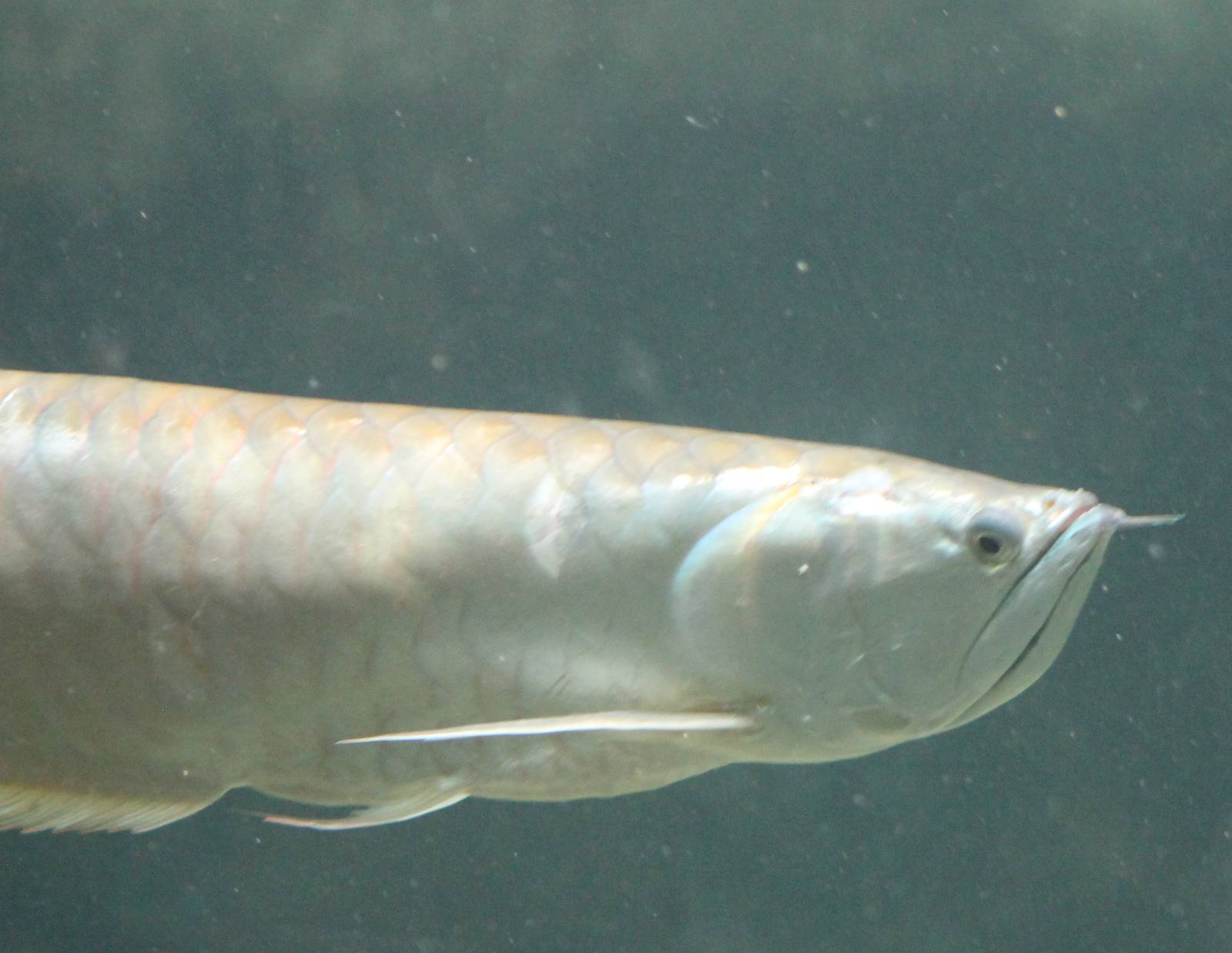 Silver arowana