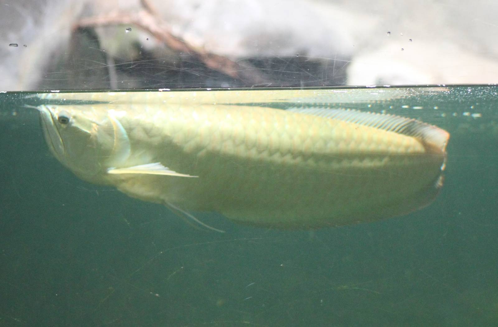 Silver arowana