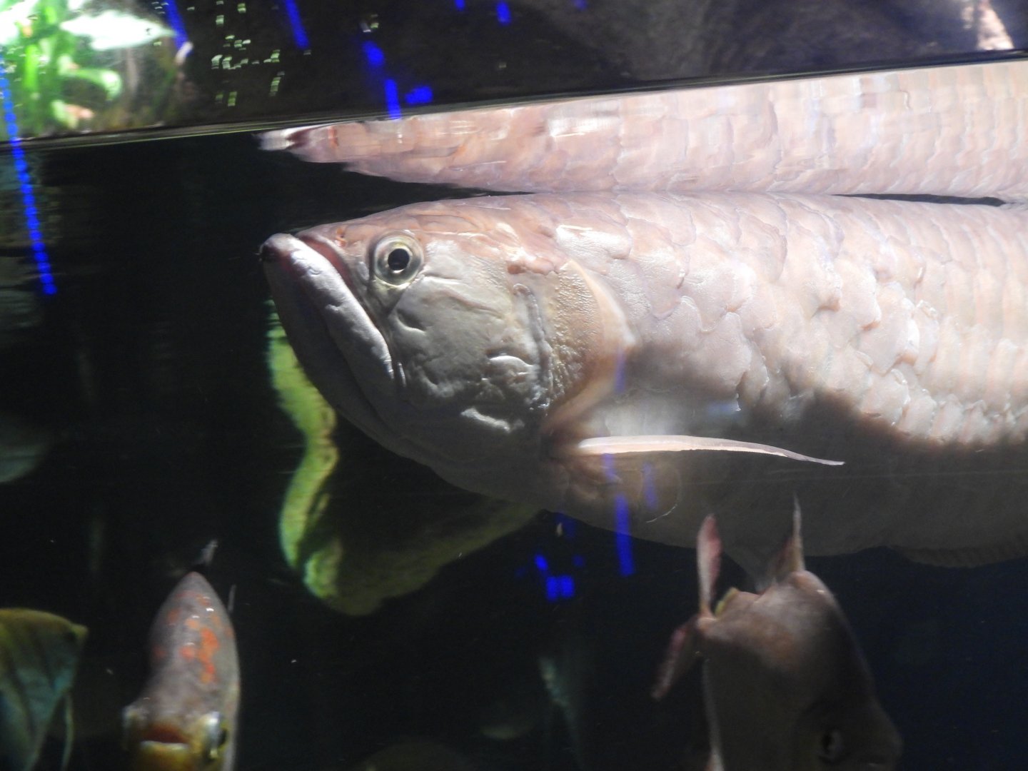 Silver arowana