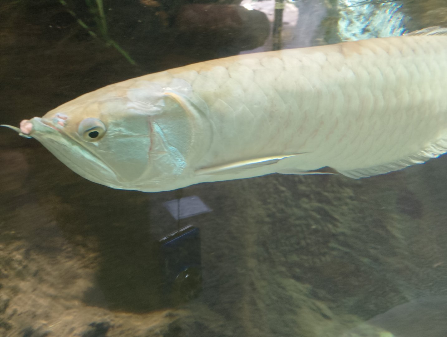 Silver arowana