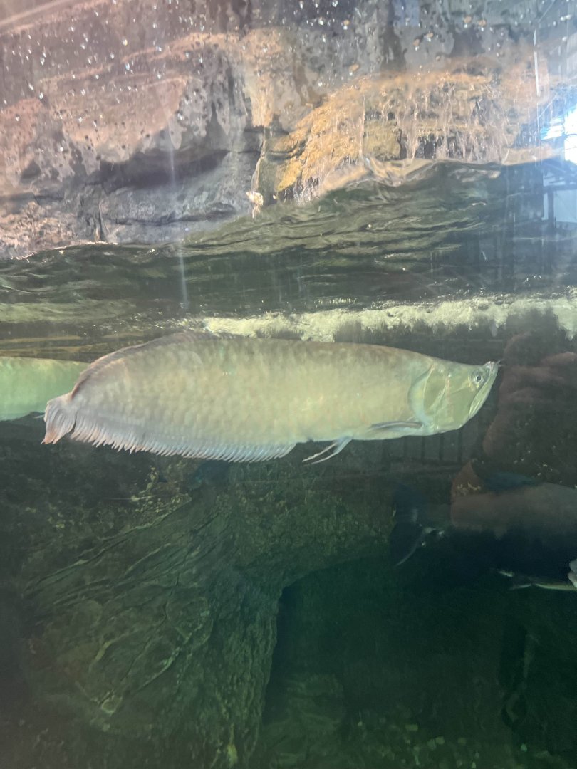 Silver arowana